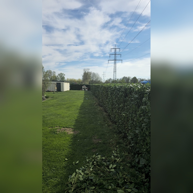 Hecke schneiden